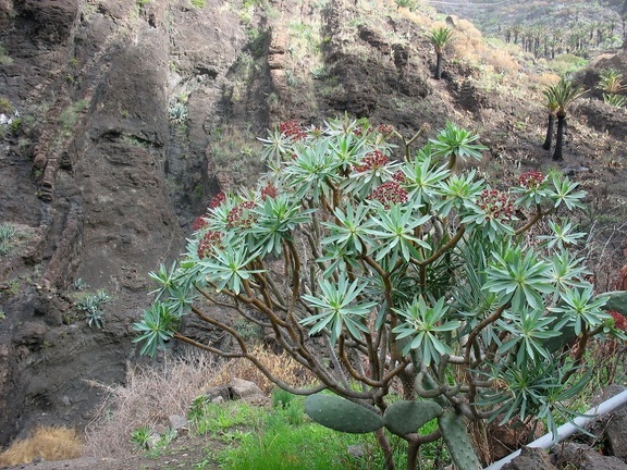 Остров Тенерифе