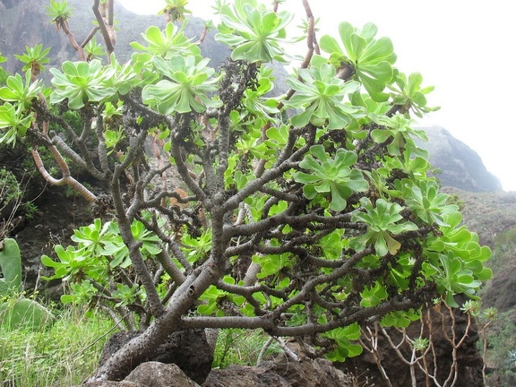 Остров Тенерифе