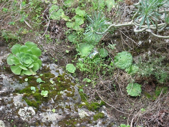 Остров Тенерифе