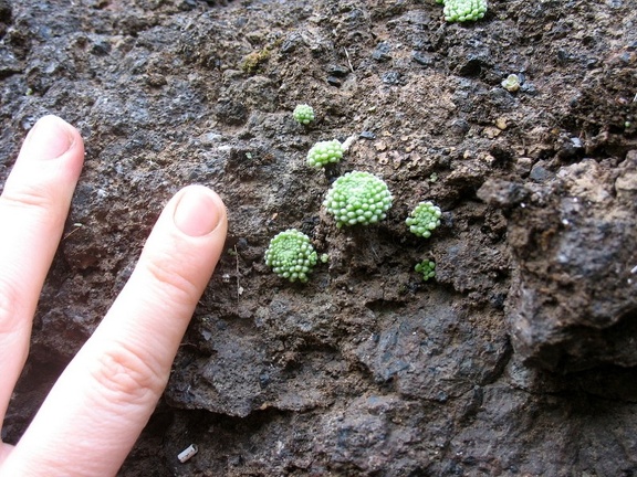 Остров Тенерифе