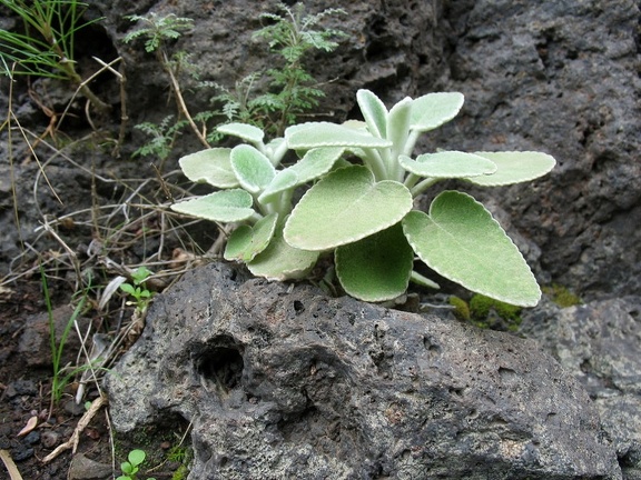 Остров Тенерифе