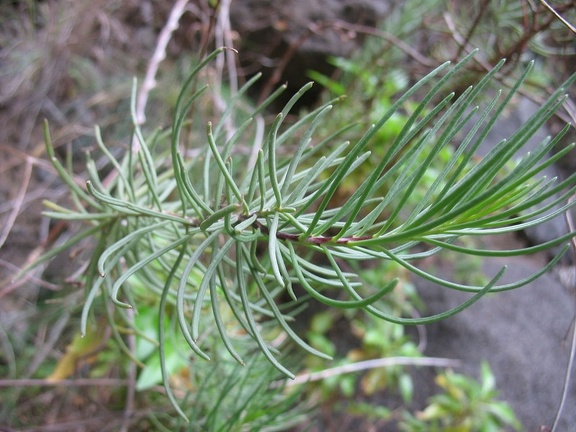 Остров Тенерифе