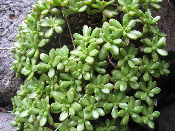 Остров Тенерифе