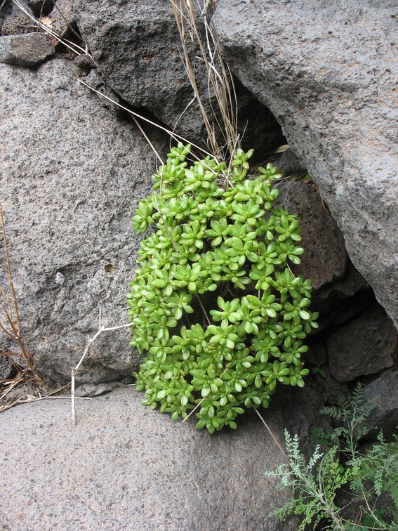 Остров Тенерифе