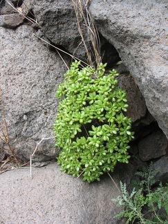 Остров Тенерифе