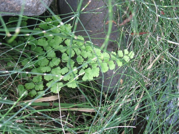 Остров Тенерифе