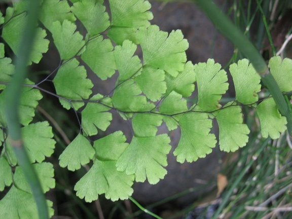 Остров Тенерифе