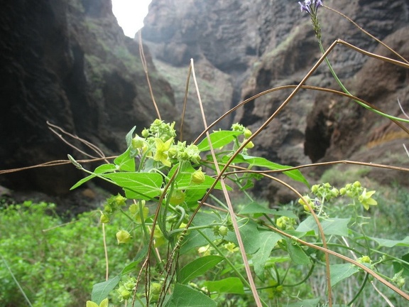 Остров Тенерифе