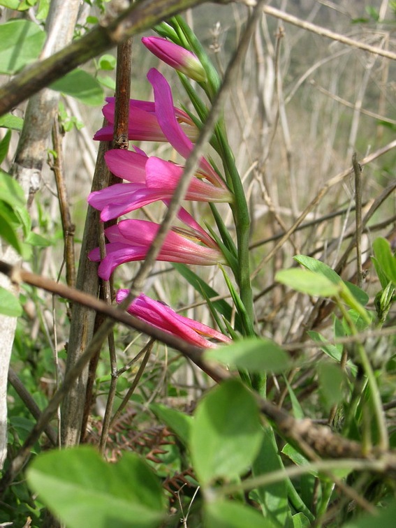 Остров Тенерифе