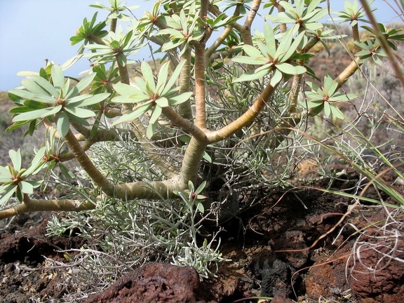 Остров Тенерифе