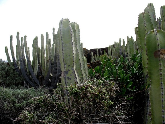 Остров Тенерифе