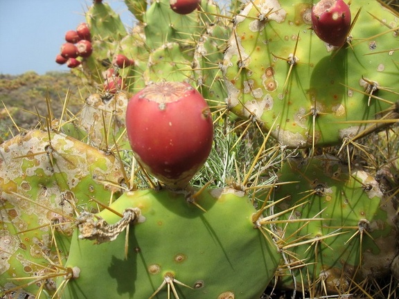 Остров Тенерифе