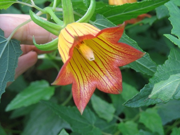 Остров Тенерифе