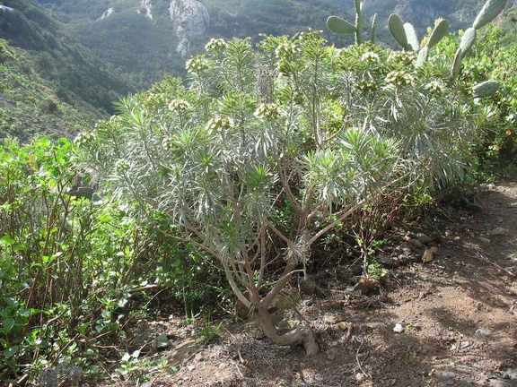 Остров Тенерифе