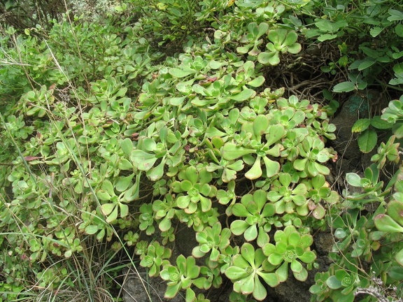 Остров Тенерифе