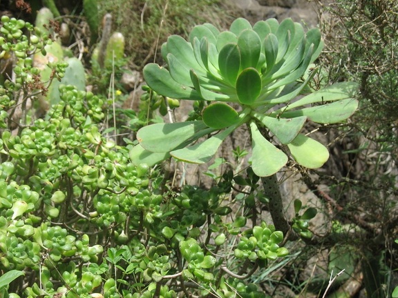 Остров Тенерифе