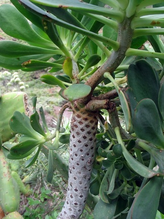 Остров Тенерифе