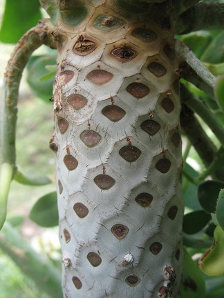 Остров Тенерифе