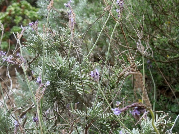 Остров Тенерифе