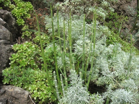 Остров Тенерифе