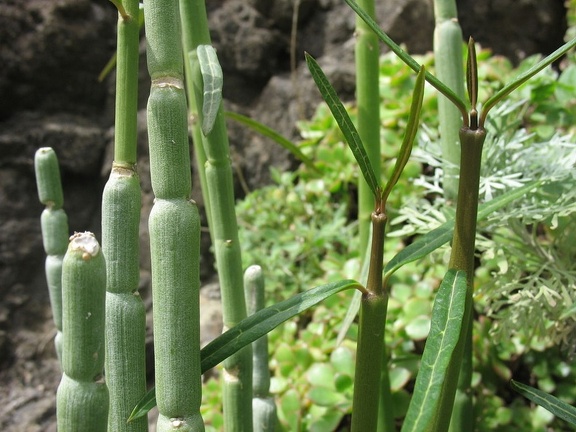 Остров Тенерифе