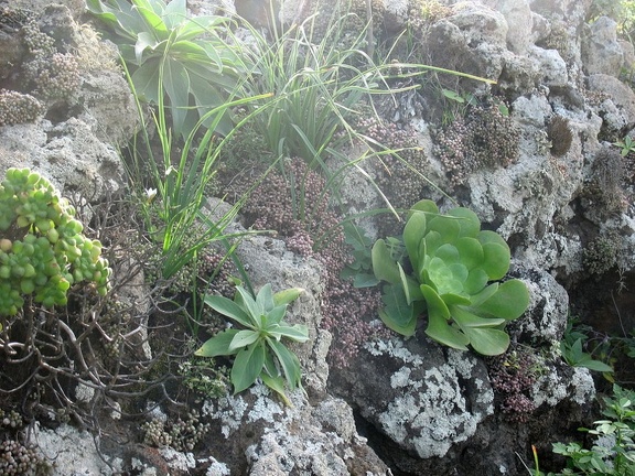 Остров Тенерифе