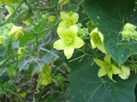 Остров Тенерифе