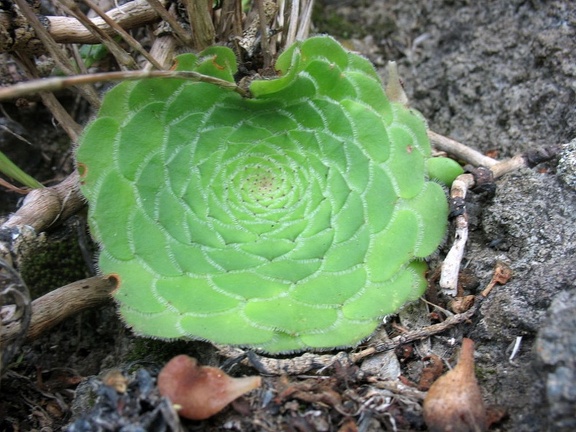 Остров Тенерифе