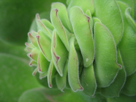 Остров Тенерифе