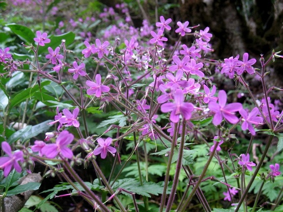 Остров Тенерифе