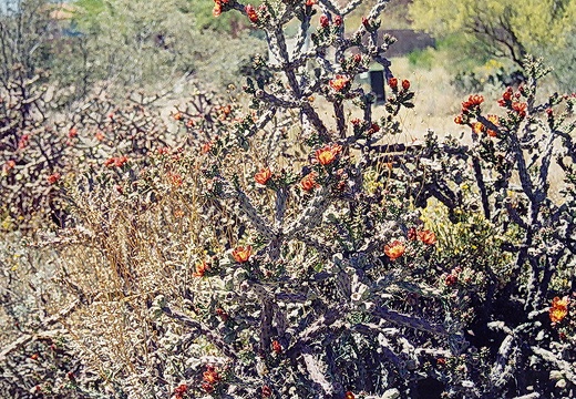 Окрестности Тьюсона (Аризона) (2051 відвідувань) Фото Порублёвой Ларисы (Киев) Окрестности Тьюсона (Аризона)