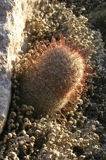 Поездка Олега Ковтуна (Украина) и Сергея Демо (США) в ноябре 2009