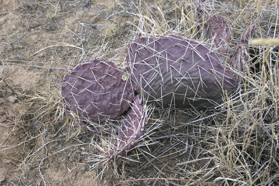 Поездка Олега Ковтуна (Украина) и Сергея Демо (США) в ноябре 2009