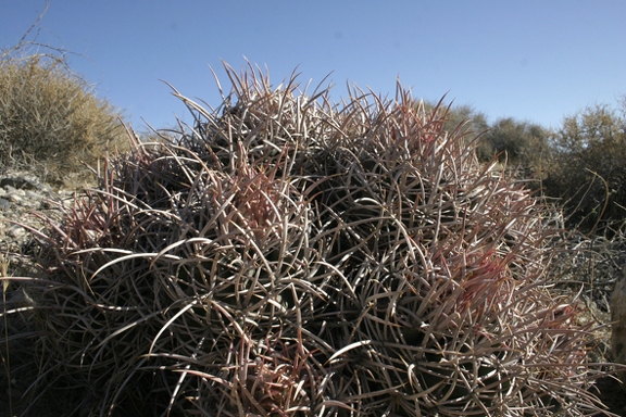 Поездка Олега Ковтуна (Украина) и Сергея Демо (США) в ноябре 2009