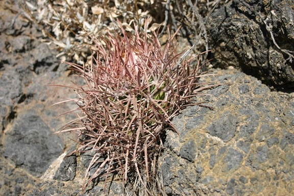 Поездка Олега Ковтуна (Украина) и Сергея Демо (США) в ноябре 2009