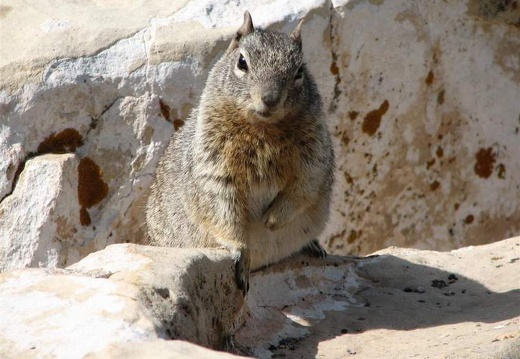 Аризона (США), 2009