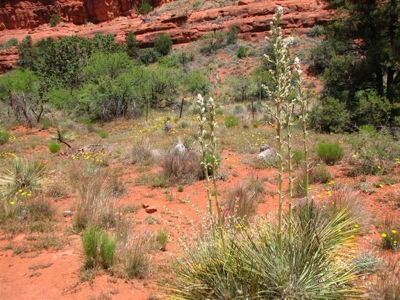 Аризона (США), 2009