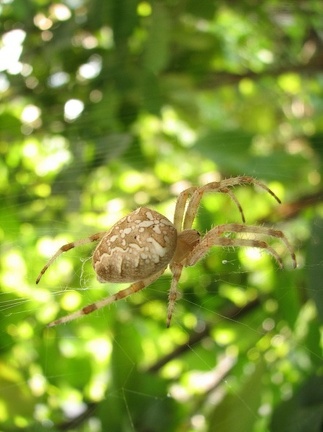 Поездка украинских кактусоводов в Крым, сентябрь 2008