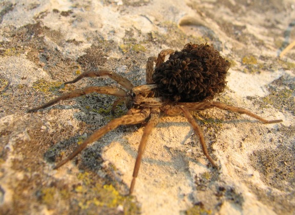 Поездка украинских кактусоводов в Крым, сентябрь 2008