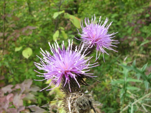 Поездка украинских кактусоводов в Крым, сентябрь 2008