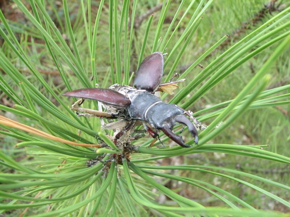 Поездка украинских кактусоводов в Крым, сентябрь 2008