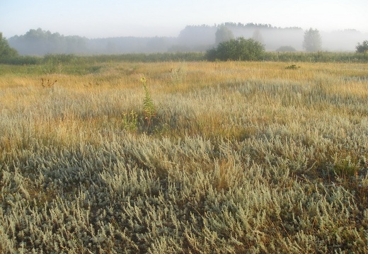Поход на байдарках по р.Сейм, июль 2009 (2410 відвідувань) Утро туманное, утро седое...
Фото Е. Ивановой (Киев) Поход на байдарках по р.Сейм, июль 2009