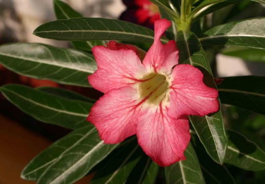 Adenium cvStar Of Red Sparcles (2312 відвідувань) Adenium cvStar Of Red Sparcles