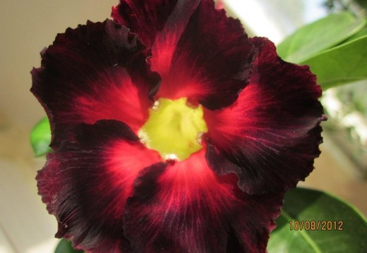 Adenium cv Black Asia (2102 відвідувань) Adenium cv Black Asia