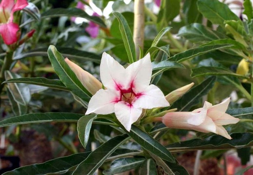 Adenium cv Canary Bird Peach 2 (2024 відвідувань) Adenium cv Canary Bird Peach 2