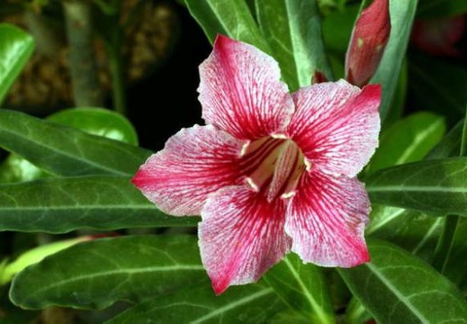 Adenium cv Dance Of Batterfly 4 (1927 відвідувань) Adenium cv Dance Of Batterfly 4
