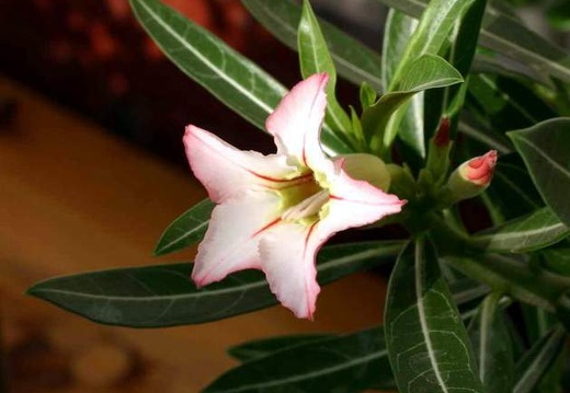 Adenium cv Garden Of Falling Star 2 (1633 відвідувань) Adenium cv Garden Of Falling Star 2