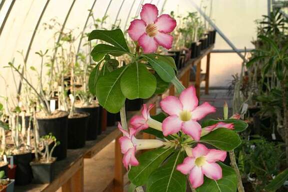 Adenium cv Pink