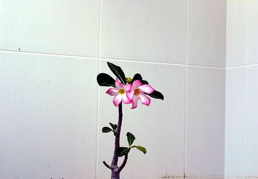 Adenium cv Pink 1 (1548 відвідувань) Adenium cv Pink 1