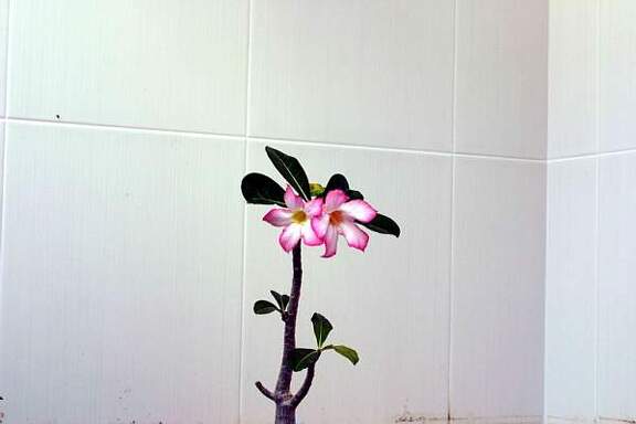 Adenium cv Pink 1